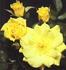Dr. K.C. Chan rose photo