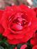 Faithful rose photo