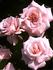 Blushing Bride rose photo