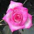 Better Homes rose photo
