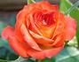 Apricot Sunblaze rose photo