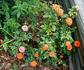 Apricot Sunblaze rose photo