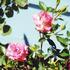 Dreamglo rose photo