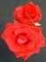 Cardinal (hybrid tea, Cook rose photo