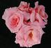 Duchess rose photo