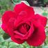 Dynamite ™ rose photo