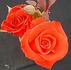 Painted Desert rose photo