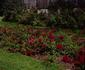 Fire Meidiland ™ rose photo