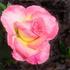 Soroptimist International rose photo