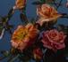 Amber Flash ™ rose photo