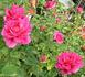 Applause rose photo