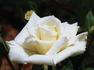 Grand Finale rose photo
