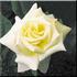 Grand Finale rose photo