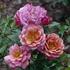 Babette rose photo