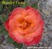 Border Gem rose photo