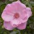 Amelia Fleming rose photo