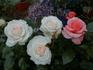 CLErain rose photo