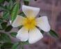 Happenstance rose photo