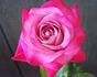 Harlequin ™ rose photo