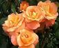 Honey Child rose photo