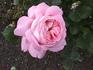 Country Song rose photo