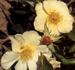 Aunt Lucy rose photo