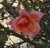 Bojangles rose photo