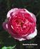 Honorine de Balzac rose photo