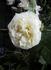 Mary Webb ® rose photo