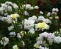 Amorette rose photo