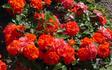 Magic Fire ® rose photo