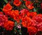Magic Fire ® rose photo
