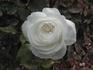 Boule de Neige rose photo