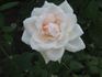 Grand Mogul rose photo