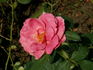 Abundance rose photo