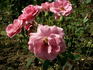 Abundance rose photo