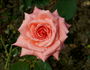 Comédie rose photo