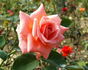 Comédie rose photo