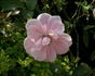 Anne-Marie Laingx rose photo