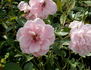 Anne-Marie Laingx rose photo