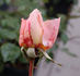 Bianca rose photo