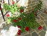 Courage™ rose photo