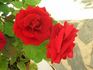 Courage™ rose photo