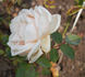 Hofgartendirektor Graebener rose photo