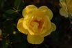 Dolly Dot rose photo