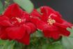 Cappa Magna ® rose photo