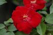 Cappa Magna ® rose photo