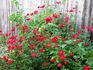 White Pearl in Red Dragon's Mouth rose photo