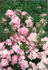 Claire Jolly rose photo