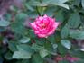 Fair Dinkum ™ rose photo